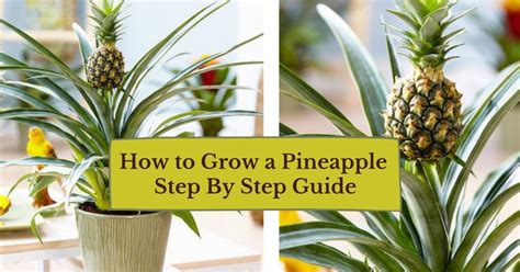 How To Grow Pineapple Best Step By Step Growing Guide Gardens Nursery