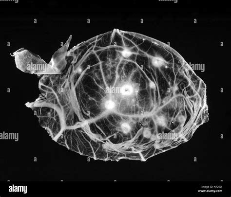 desarrollo de embriones de pollo fotografías e imágenes de alta resolución alamy