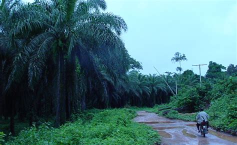 Nigeria Over 2000 Palm Trees Destroyed As Tension Worsens Between 2 C
