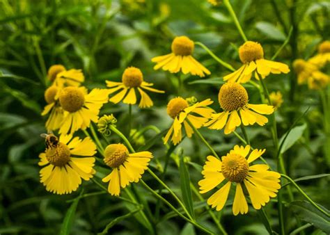 15 Flowers That Look Like Sunflowers 🌻 💐 Unveiling Sunny Look Alikes