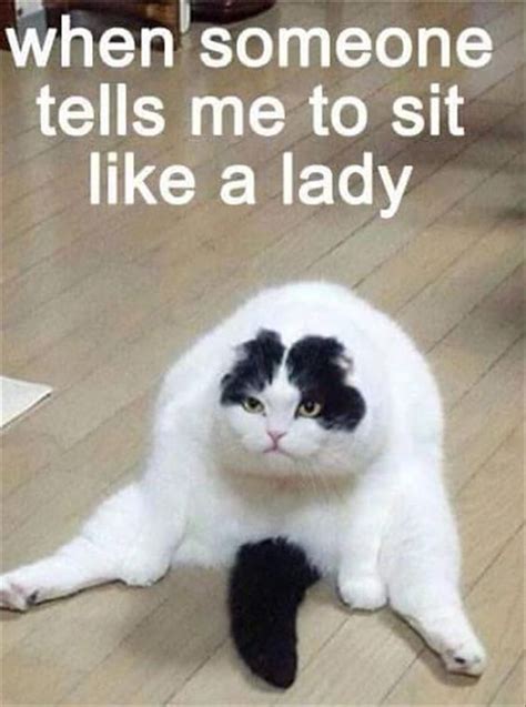 Top 30 Very Funny Animals Memes Pinterest Jokes Cats