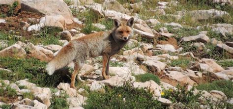 Wildlife In The Mountains Of Lebanon The Mountains Magazine Lebanon