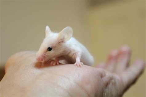 Baby Mice Can Be So Adventurous Baby Mouse Cute Animals Adventure