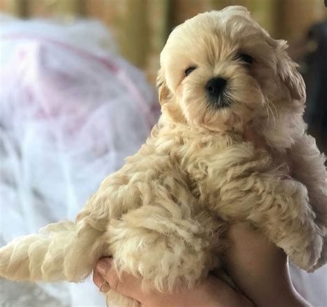 Pin By Enticing On Malti Poo Love In 2020 Maltipoo Dogs Animals