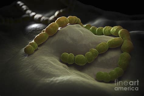 Streptococcus Pneumoniae Photograph By Science Picture Co Fine Art