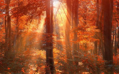 Sun Rays Autumn Forest Wallpaper X