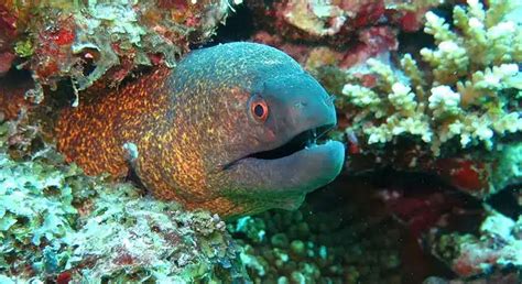 Marine Life Spotlight 6 Amazing Facts About Moray Eels