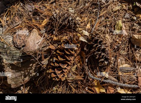 Fallen Pine Cones Probably Of Apache Pine Pinus Engelmannii In The