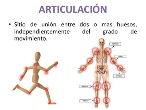 Cu L Es La Funci N De Las Articulaciones Resumen Corto