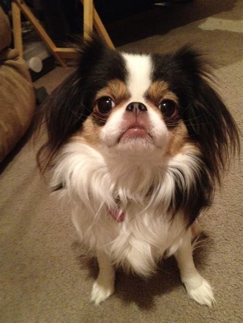 Belle Such Pretty Coloring Japanese Chin Cute Puppies Puppies