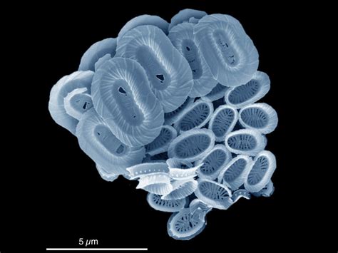 New Ocean Plankton Species Named After Bbc Blue Planet