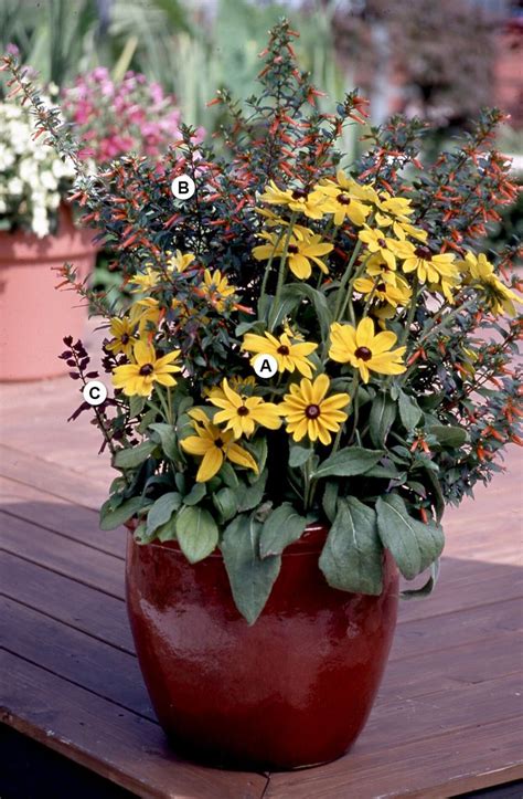 10 Of Our Best Butterfly Container Garden Ideas