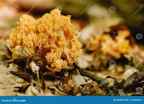 Edible Mushroom Ramaria Flava Growing In The Coniferous Forest Yellow