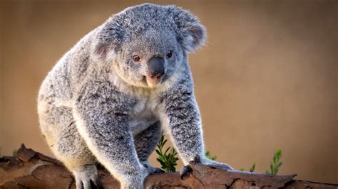 Hintergrundbilder Koala Ast Sitzen Charmant 1920x1080