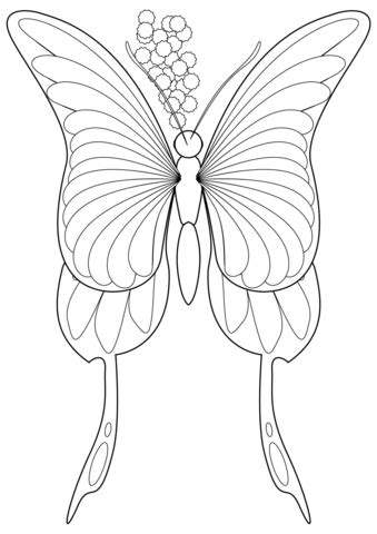 butterfly coloring page  printable coloring pages