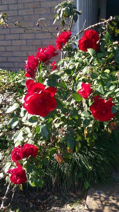 Nothing Like A Red Rose Bush In The Garden Beautiful Flowers Garden Flower Garden Front Lawn