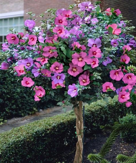 Rose De Sharon Hibiscus Seedling And Sprout Rose Of Sharon Hibiscus