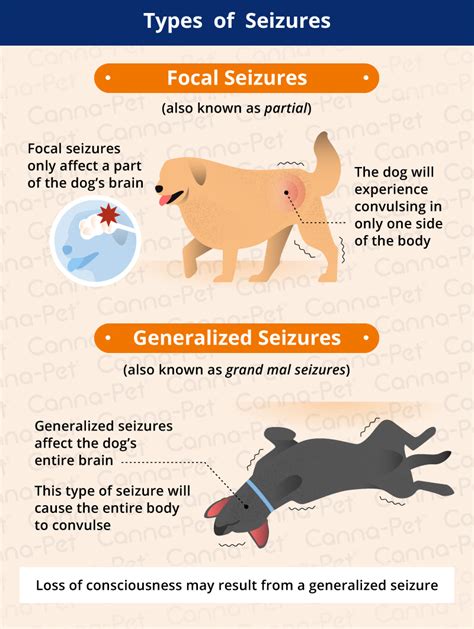 The seizures can result from a genetic predisposition in an otherwise healthy typical symptoms: What Does a Dog Seizure Look Like? | Canna-Pet