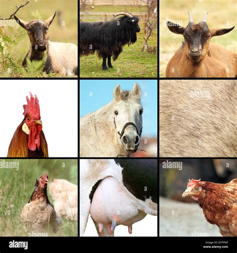 Some Animals From The Farm Collage With Birds And Mammals Stock Photo