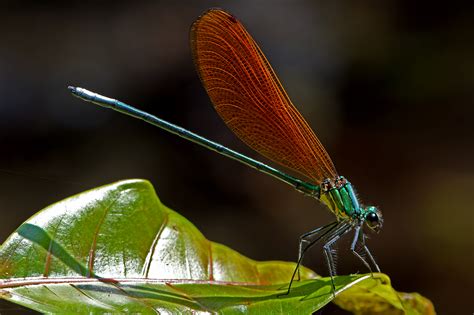 Wallpaper Macro Nature Animal Insect Thailand Wildlife Insects
