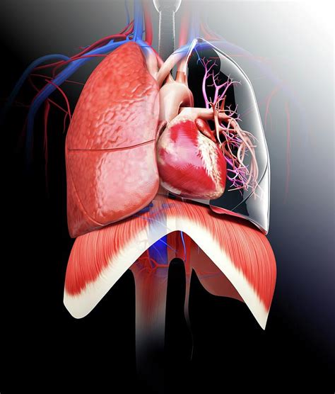 Human Heart And Lungs Photograph By Pixologicstudio