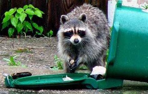 10 Best Ways To Get Rid Of Raccoons And Stay Away Without Killing