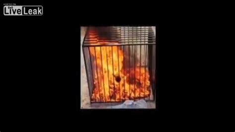 Isis Militants Burn Jordanian Pilot Alive In A Cage Graphic