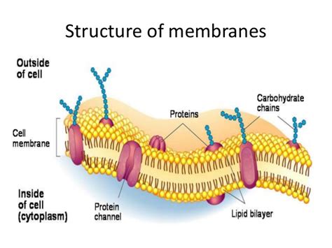 As Studypeach Cell Membranes The Bouncers Of The Cell