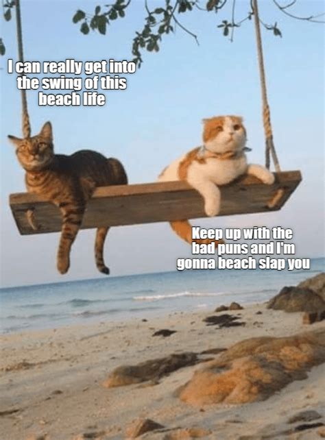 Swinging Beach Vacation Beach Humor Beach Memes Cat Memes