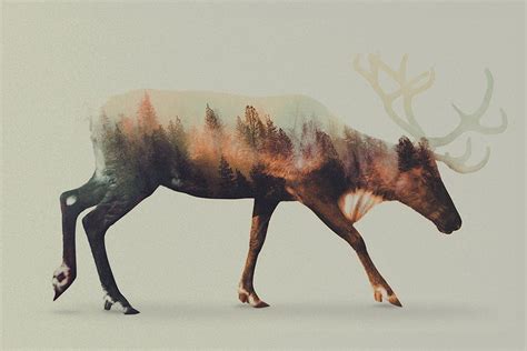 Double Exposure Animal Portraits By Andreas Lie Highsnobiety Double