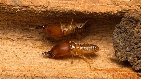 Yet common household pests such as rodents, cockroaches, stinkbugs, and spiders are all too good at getting inside of homes. All Safe Pest & Termite | FAQ's About Termites In Dallas