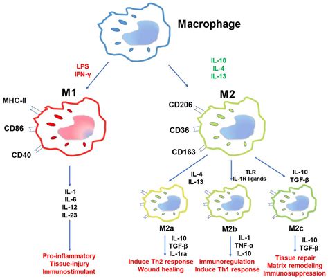 Ijms Free Full Text Reprogramming Metabolism Of Macrophages As A