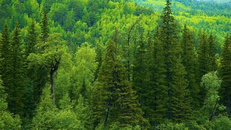 Nature Autumn Season Siberia Tree Trees Forest Green Landscapes