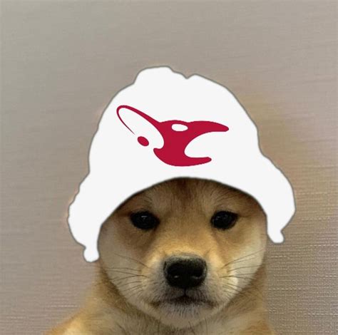 Mousesports Dogwifhat Dogwifhat Know Your Meme Memes Dog Hat