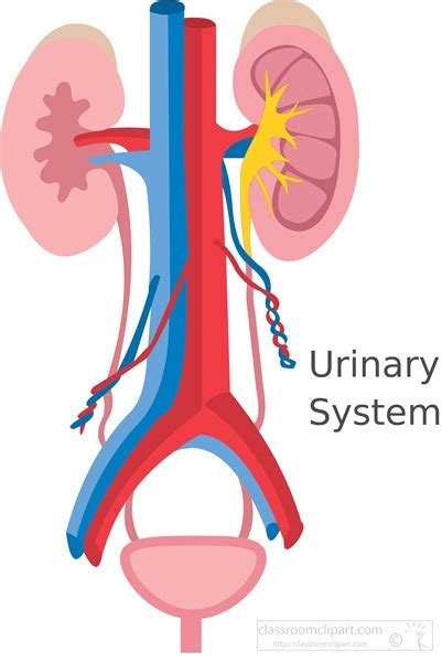 Anatomy Clipart Illustration Of The Human Urinary System Clipart