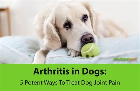 Arthritis In Dogs 5 Potent Ways To Treat Dog Joint Pain Restorapet