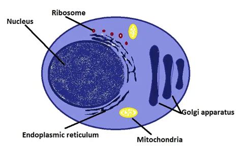 What Do Plasma Cells Do Structure And Function