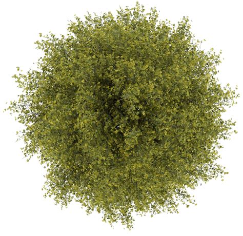 Download Trees Top View Png Clipart Transparent Tree Top View Png