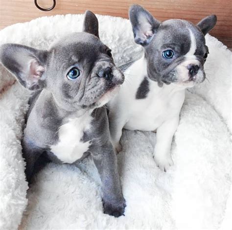 25 Grey And White French Bulldog For Sale Image Bleumoonproductions