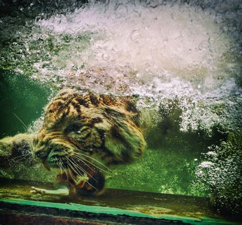 White Bengal Tiger Feeding Underwater Stock Image Image Of Hunting