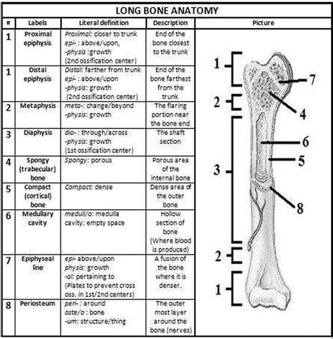 Long bone type in the upper arm. Topic 1
