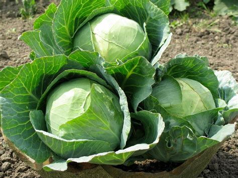 Growing Cabbages In Kenya For Wealth And Employment Creation Brassica
