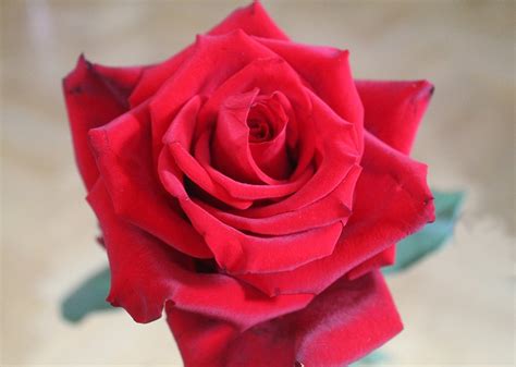 Rosa Rossa Fiore · Foto Gratis Su Pixabay