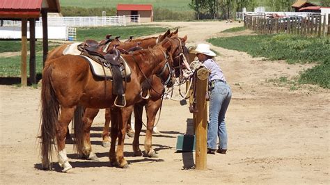 2 Hour Cowboy Trail Ride 12 Mile Stables Reservations