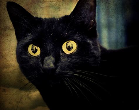 Halloween Superstition Why Black Cats Are Considered Bad Luck Petpetnews