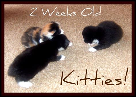 Newborn Kittens What You Need To Know Pethelpful