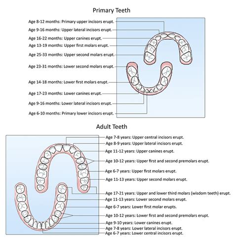 Tooth Eruption Chart Dentistry Pediatric Dentistry Teeth Eruption Chart