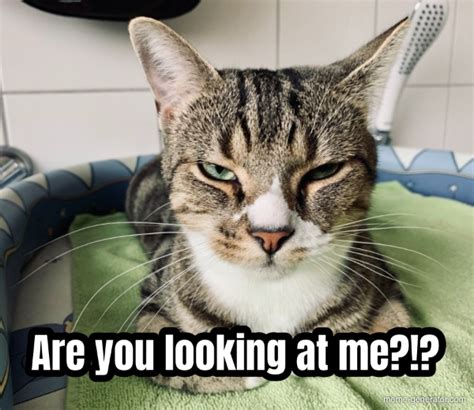 Are You Looking At Me Meme Generator