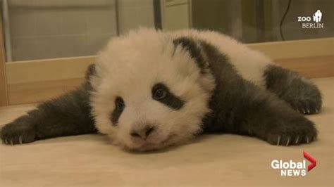 Panda Cub Gets The Hiccups At Berlin Zoo Watch News Videos Online