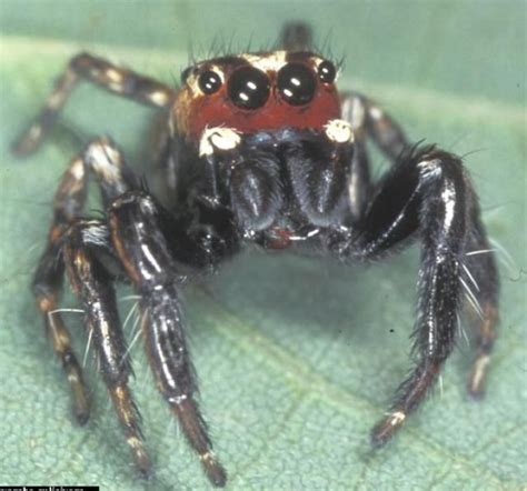 10 Of Africas Scariest Spider Species Dangerous Spiders Spider